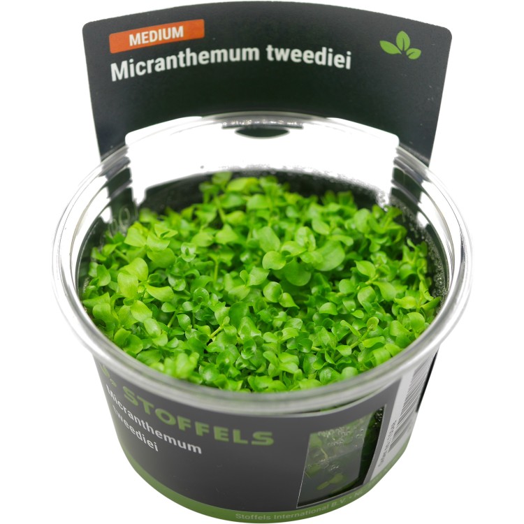 Planta acvariu Stoffels Micranthemum tweedei Monte Carlo in vitro - imagine 5